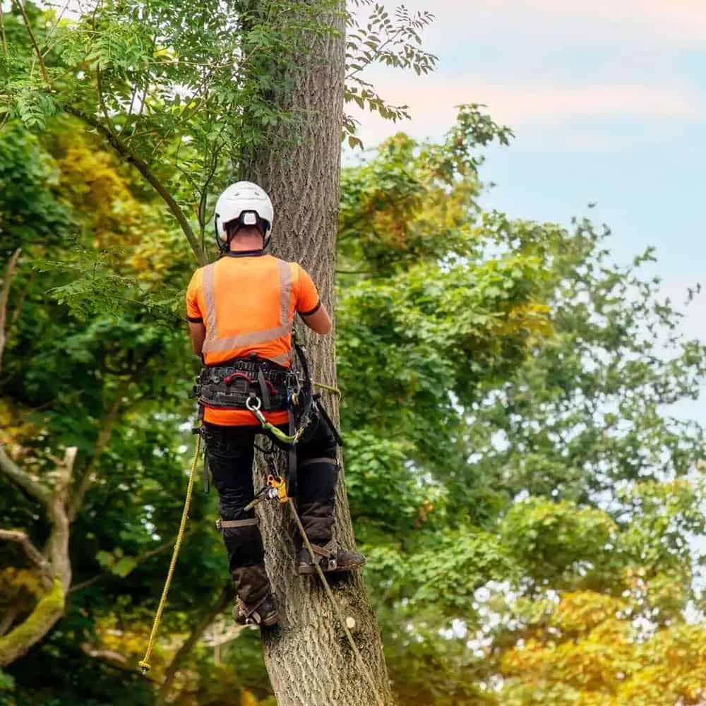 Arborist and Tree Service Insurance