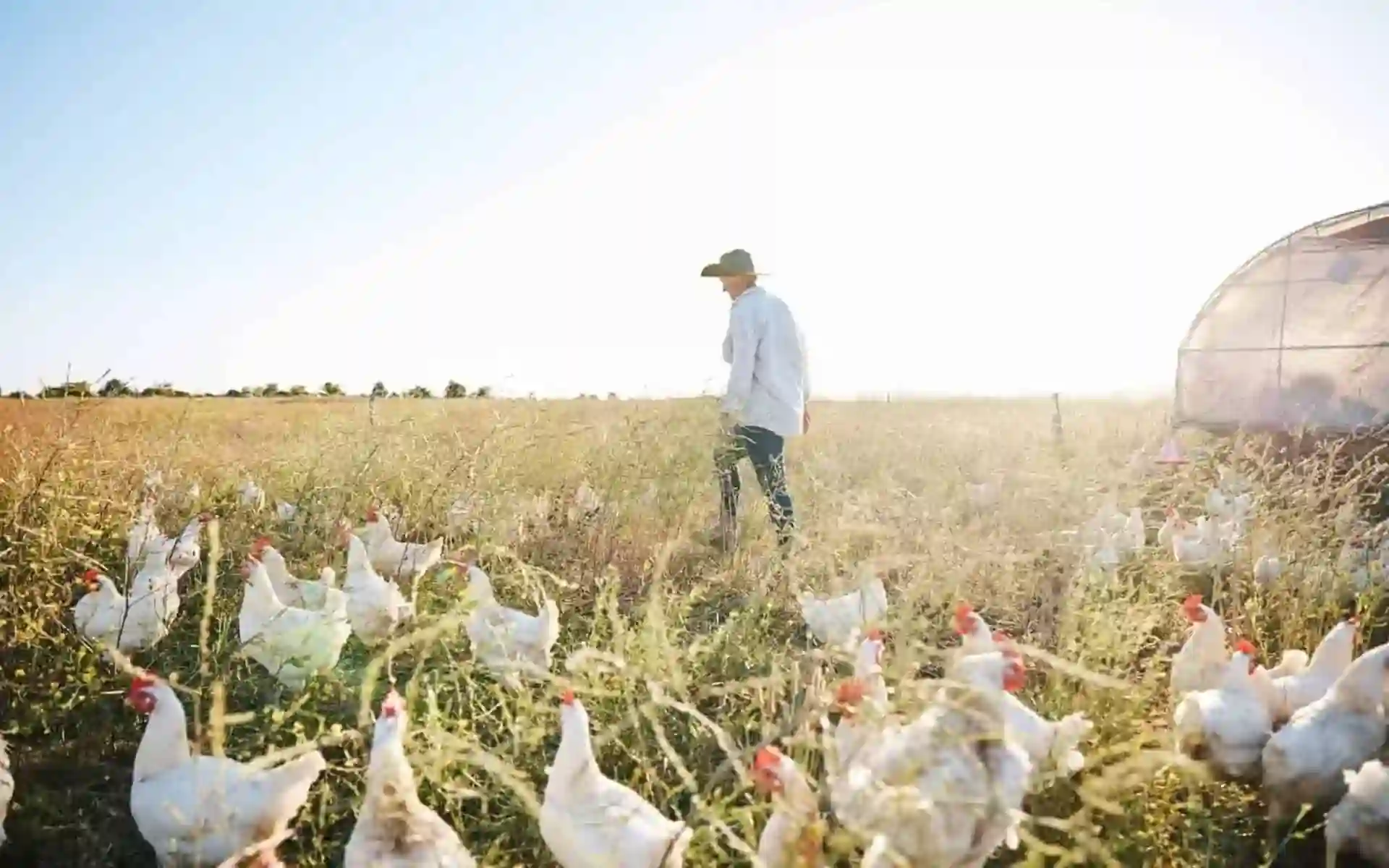 Chicken Producers Insurance