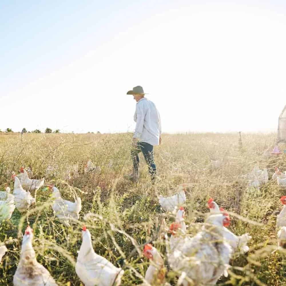 Chicken Producers Insurance