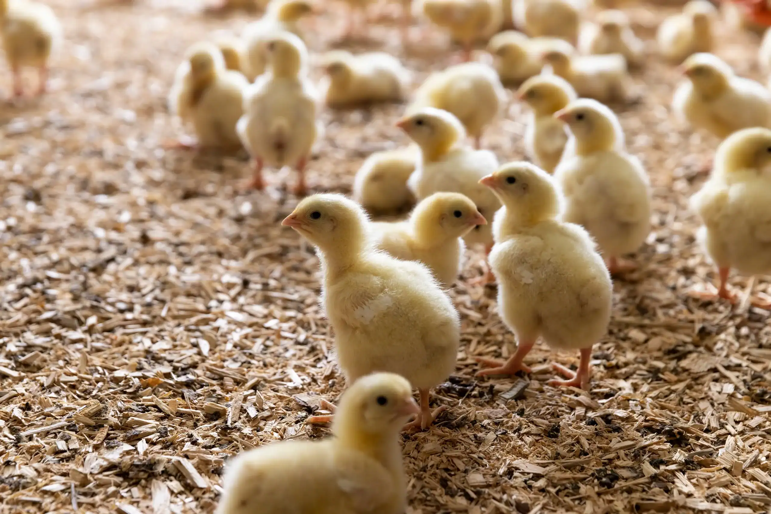 Poultry Operations Insurance Tennessee