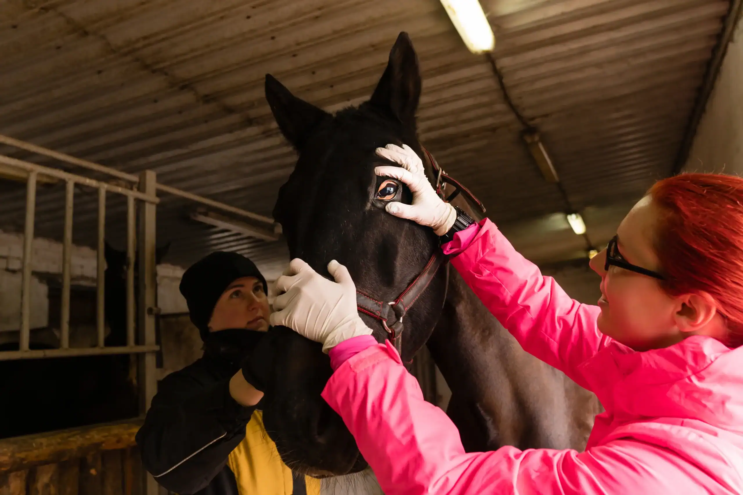 Equine Insurance Tennessee