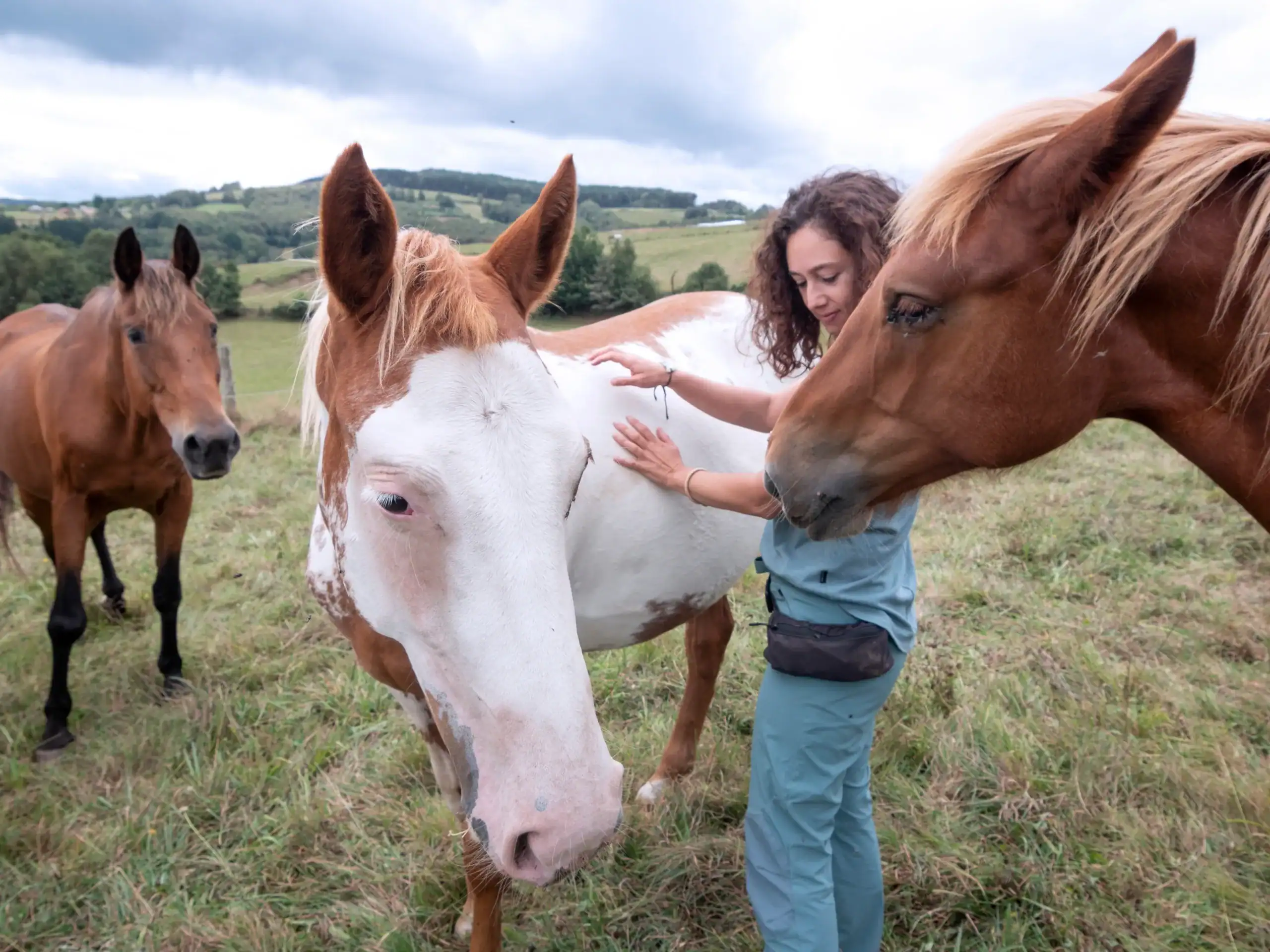 Equine Insurance Tennessee