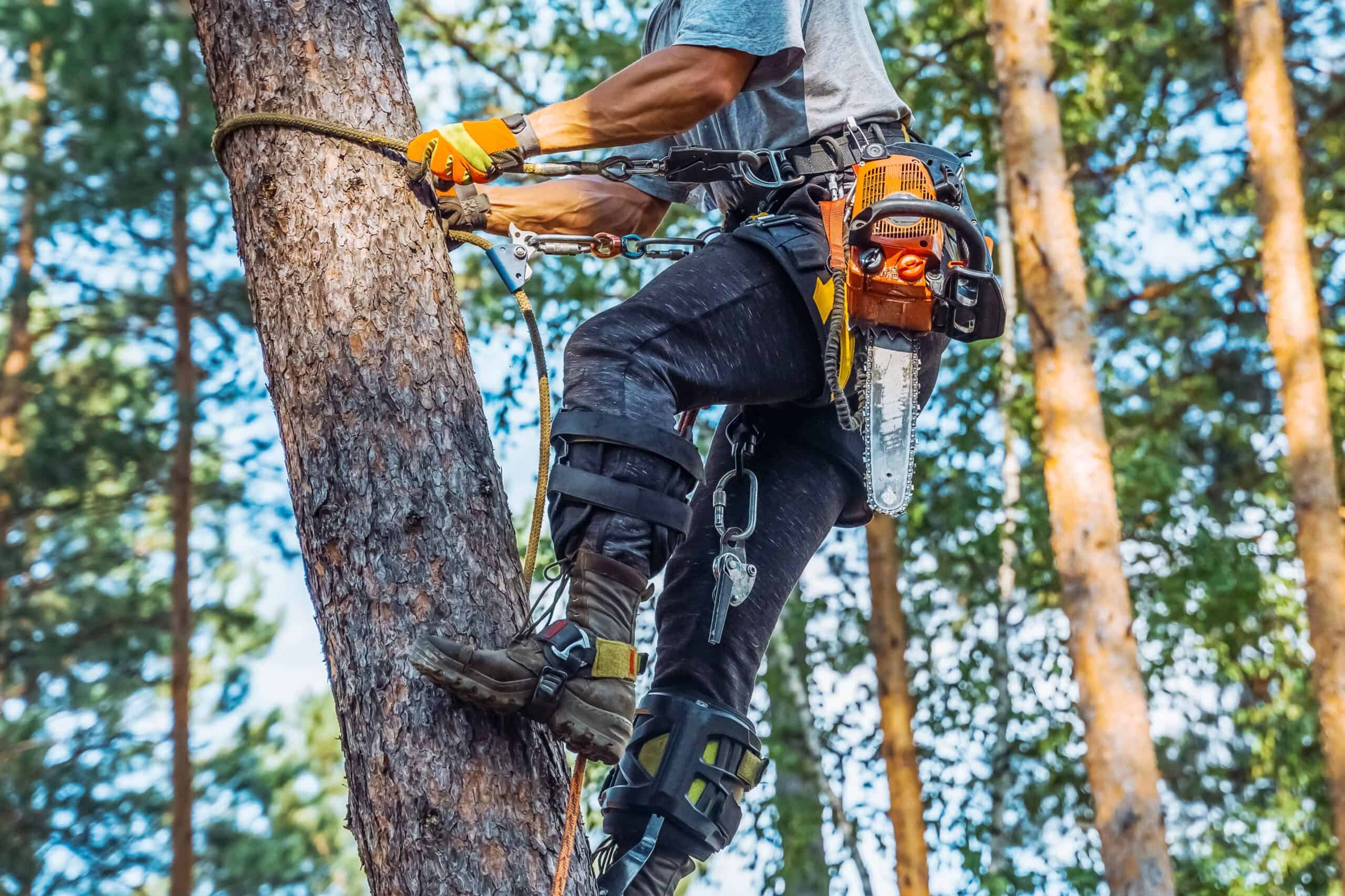 Arborist Insurance Tennessee